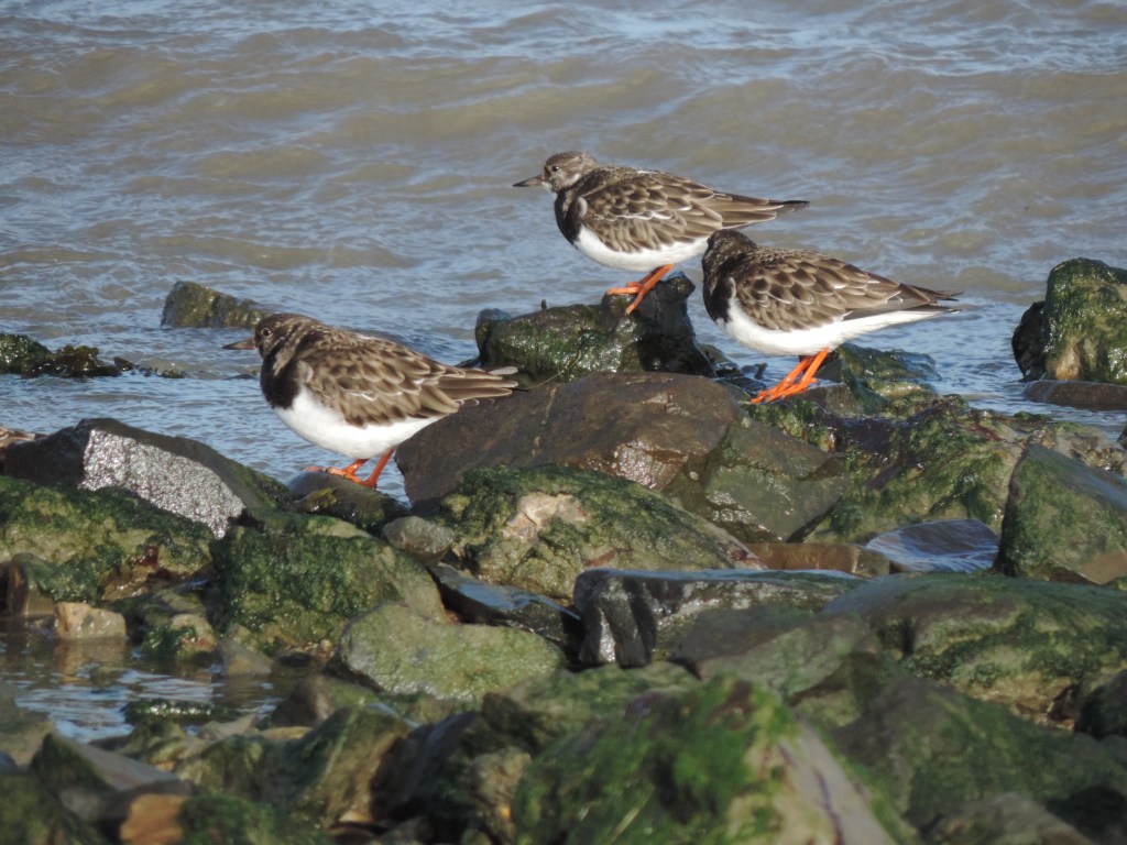 Bird watching around&nbsp;Appledore
