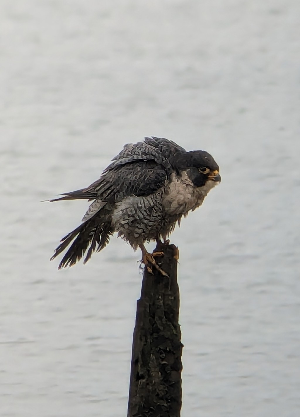 Peregrine Falcon